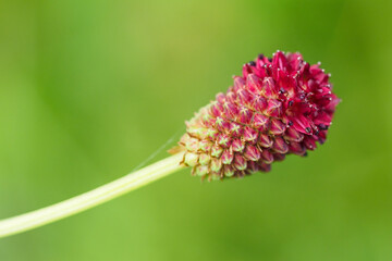 Canvas Print - Close-up of a raven herb flower in a meadow.