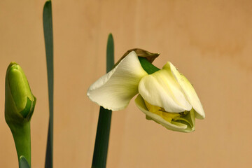 Canvas Print - Daffodil Waterdrop Bud 05