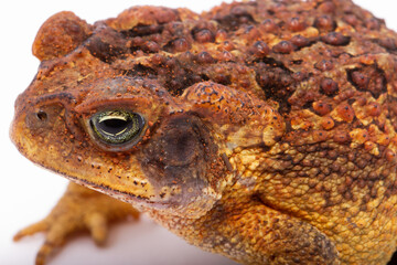 Wall Mural - toad bufo