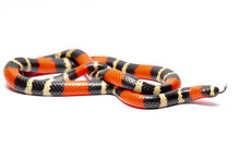 Coral Snake On The White Background 