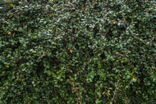 Close-up Of A Bright Green Bush And A Huge Number Of Small Leaves, Neatly Trimmed. Hedge