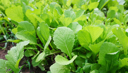 Green lettuce, high vitamin food, planted in a non-toxic agricultural garden with sunlight in the morning. (2)