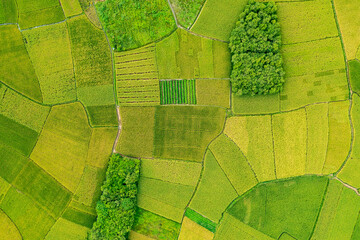 Wall Mural - Aerial view of green rice field nature scenery in countryside. high angle view.