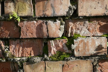 Wall Mural - Old red brick wall with moss. Close-up. Brickwork. Weathered brick texture background for design.