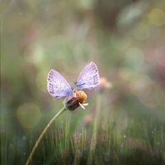 butterfly on a flower