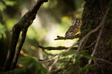 Wall Mural - Alert boreal owl, aegolius funereus, looking aside in forest with copy space. Curious wild bird waiting in woodland on a branch. Animal wildlife in nature.