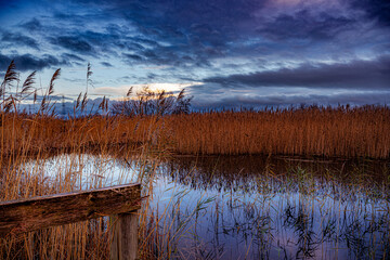 Poster - Saltholme Nature Reserve, Hartlepool, Teesside