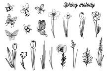 Black Line Meadow Flowers, Bugs, Bee, Butterfly, Spring Melody Script. Vector Outline Illustration. Nature Flower Plants. Monochrome Tulip Floral Line Art. Hand Drawn Simple Garden Logo