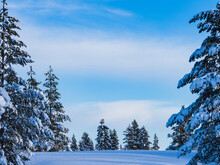 Snowy Conifer Forest And Blue Sky