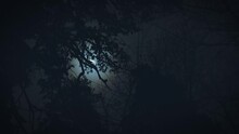 The Moon Shines Through The Branches Of Trees. Gloomy Night Forest Scene.