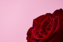 Red Rose On Pink Background