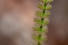 Marsh Horsetail, Equisetum Palustre Macro Close Up Of Stem