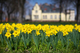 Polska wiosna w parku w mieście żonkile żółte kwiaty pałac w tle