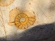 Ammonites is marine cephalopod mollusc, Spain