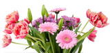 Fototapeta Sypialnia - Composition with beautiful blooming Tulips and Barberton Daisy (Gerbera jamesonii) flowers on white background , pink colors