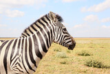 Fototapeta Sawanna - Beautiful zebra in wildlife sanctuary