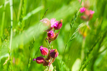Fotomurales - Red flowers on a meadow in summer, macro photo