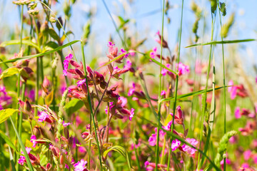 Fotomurales - Wild pink flowers on a meadow in summer
