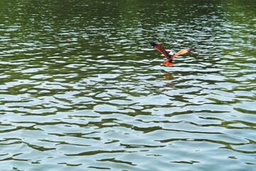 Canvas Print - Bird in the water