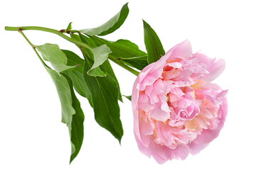 Wall Mural - Pink peony flower on white