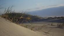 Beach Vegetation Blowing In The Breeze Throughout The Sand Dunes. Assateague Island National Park.