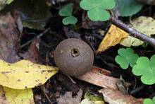 Umber-Brown Puffball, Wild Fungus From Finland