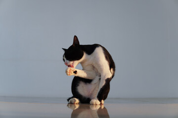 domestic cat cleaning the right paw, black and white cat sitting in a white room, cat sits in the center of the image.