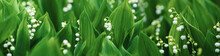 Lilies Of The Valley Background, Spring Flowers Wide Banner