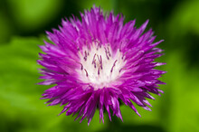 Purple Or Violet Flower Close Up (aster)