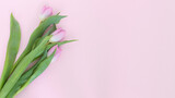 Fototapeta Tulipany - Trzy różowe tulipany na różowym tle 