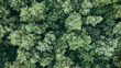 © Yarmolovych - Aerial view of green pine trees of heavy forest. Wind shakes the wild pines