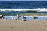 Fototapeta Morze - flock of gulls on the beach