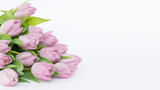 Fototapeta Tulipany - Kwitnące, różowe tulipany na białym tle