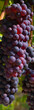 Weintrauben Reben rot