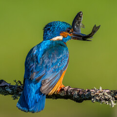 Wall Mural - kingfisher (Alcedo atthis)