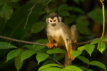 Wall Mural - he Central American squirrel monkey (Saimiri oerstedii), also known as the red-backed squirrel monkey, is a squirrel monkey species from the Pacific coast of Costa Rica and Panama