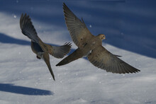 Mourning Doves Taking Off In Shadows With Diamond Like Glinting Snowflakes Flying Around