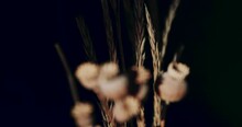 A Bunch Of Dried Flower In Front Of Black Background. Slow Vertical Movement, 4k Resolution Video. 