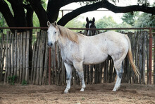 Speckled Gray Horse Gelding Under Shade Tree On Farm.