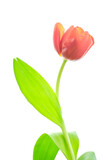Fototapeta Tulipany - Red tulip flower on white background