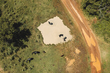 Aerial Top Down View Of Water Buffalos Having A Bath In Mud Swamp In Udawalawe National Park, Sri Lanka.