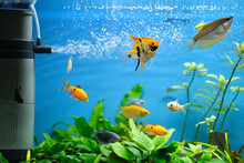 Colorful Exotic Fish Swimming In Deep Blue Water Aquarium With Green Tropical Plants