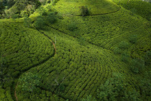 Aerial View Of Beautiful Tea Plantation Pattern Near Ella, Sri Lanka.