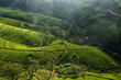© AmazingAerialAgency - Aerial view of beautiful green tea plantations in mountain valley, Nuwara Eliya, Sri Lanka.