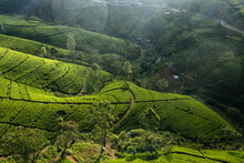 Aerial View Of Beautiful Green Tea Plantations In Mountain Valley, Nuwara Eliya, Sri Lanka.