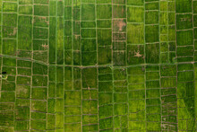 Aerial Top Down View Of Green Rice Paddy Field Pattern In Sigiriya, Sri Lanka.