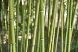 Fototapeta Sypialnia - Bambous verts