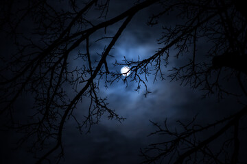 Wall Mural - the full moon in cloudy sky seen through branches of trees at night