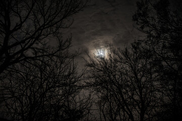 Wall Mural - the full moon in cloudy sky seen through branches of trees at night