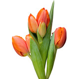 Fototapeta Kuchnia - Tulips, orange on the grey  background.